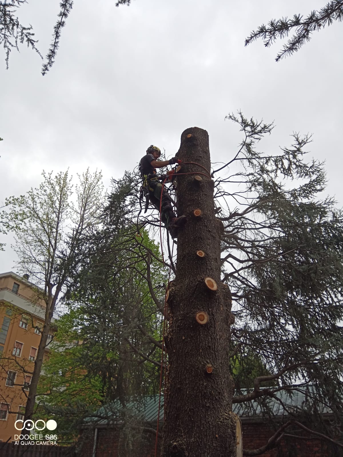 Tree Climbing